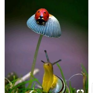 🐞 Soo Cute!  🐌 Not For Sale 🚫